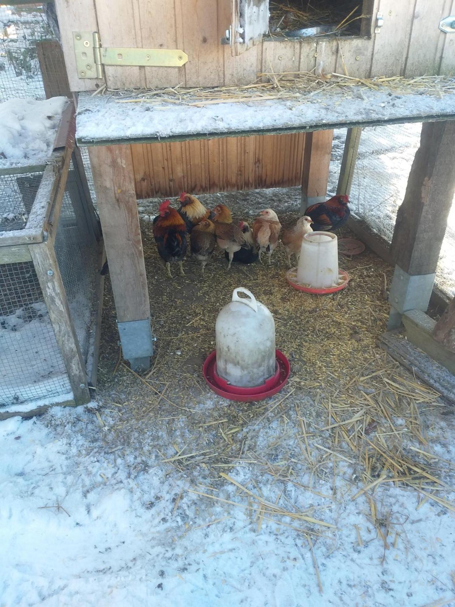 Ferienwohnung Sonnenschein Mit Kleinem Bauernhof Тале Екстериор снимка